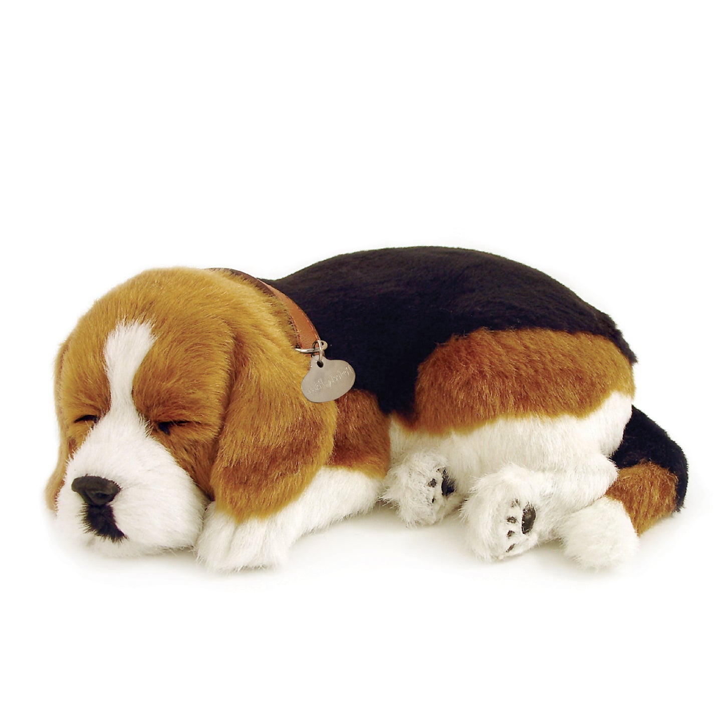 Beagle perfect petzzz