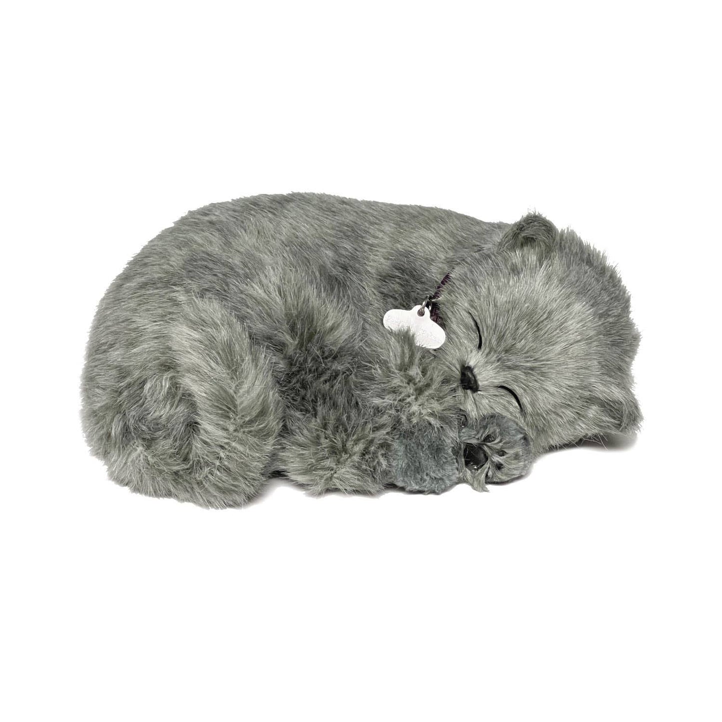 Gray shorthair perfect petzzz