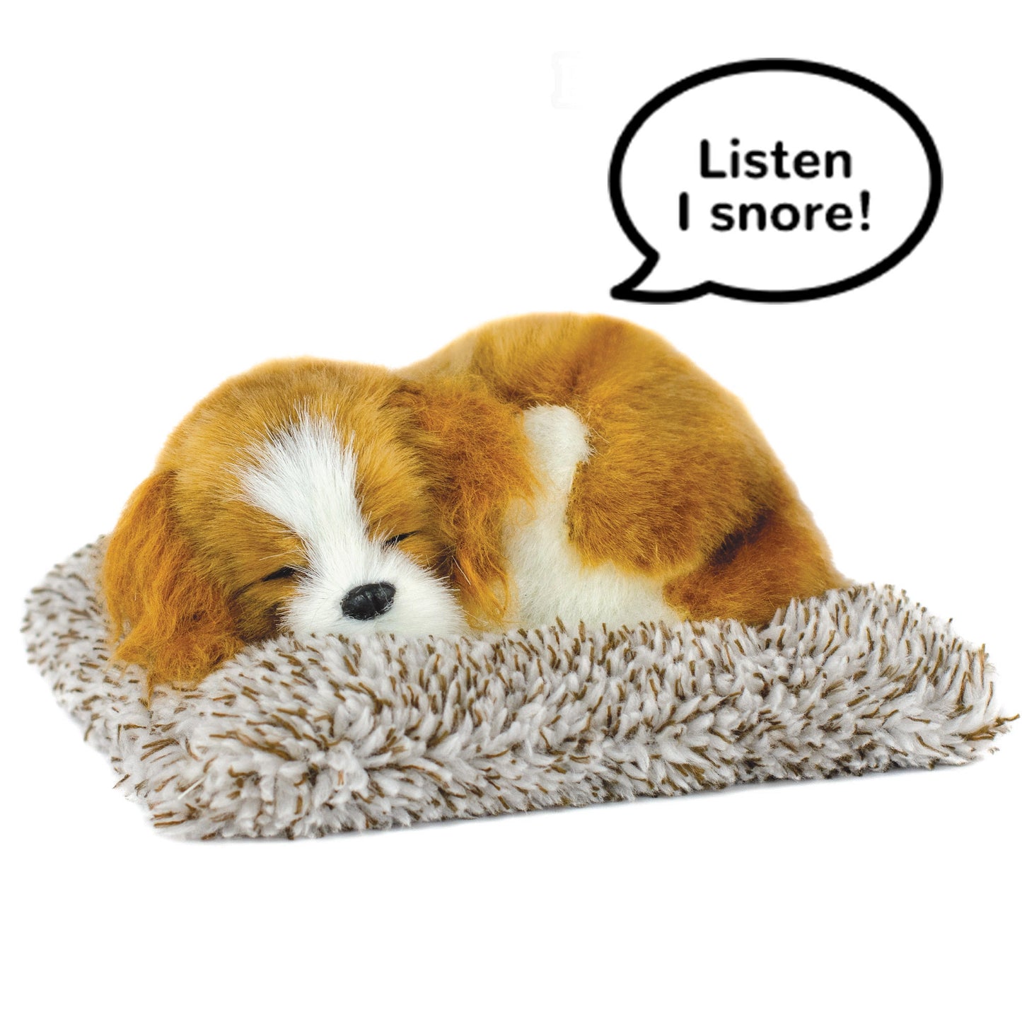 Mini cavalier king charles perfect petzzz