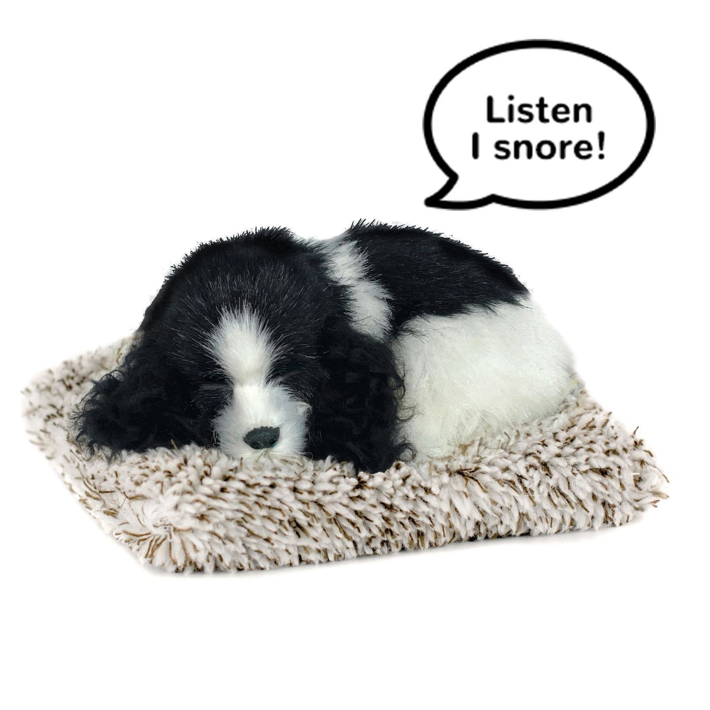 Mini cocker spaniel perfect petzzz