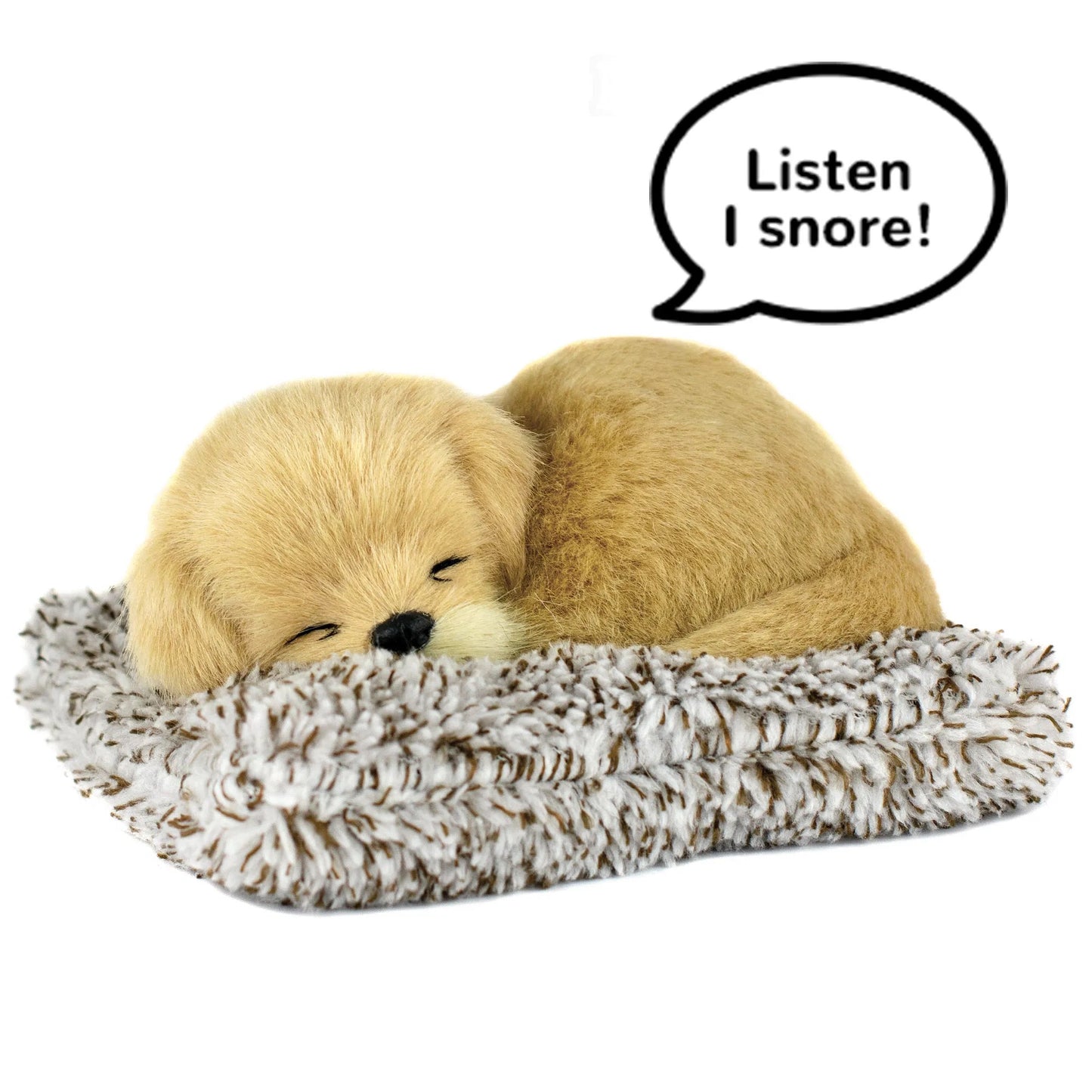 Mini golden retriever perfect petzzz