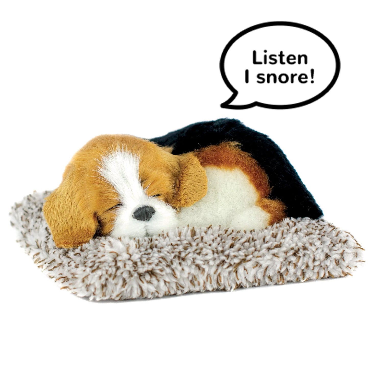 Mini beagle perfect petzzz