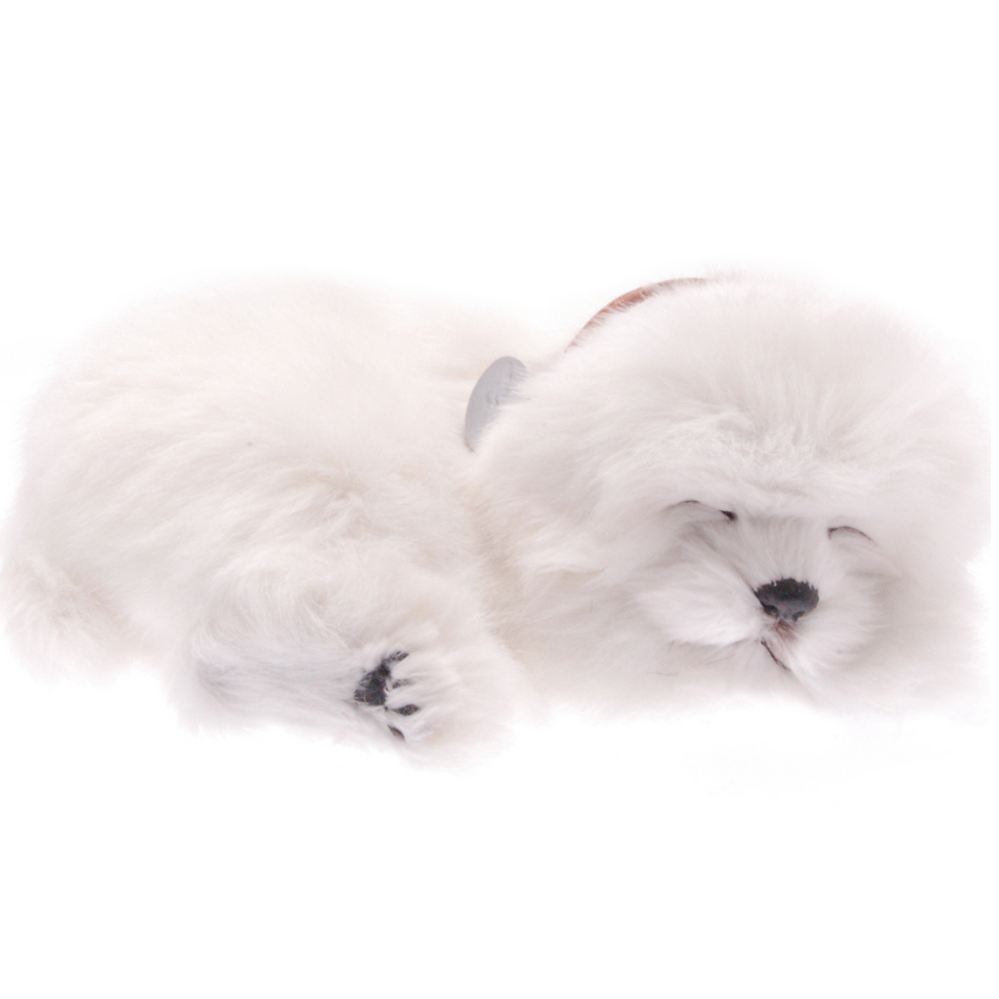 Maltese perfect petzzz