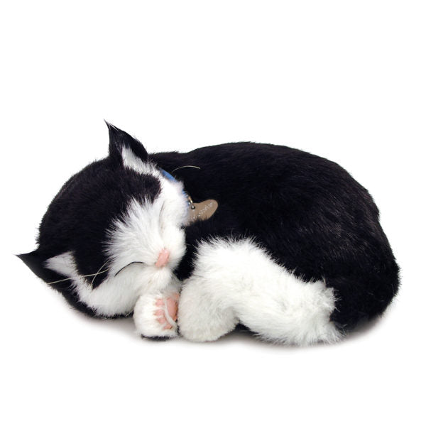 Shorthair b&w kitten perfect petzzz