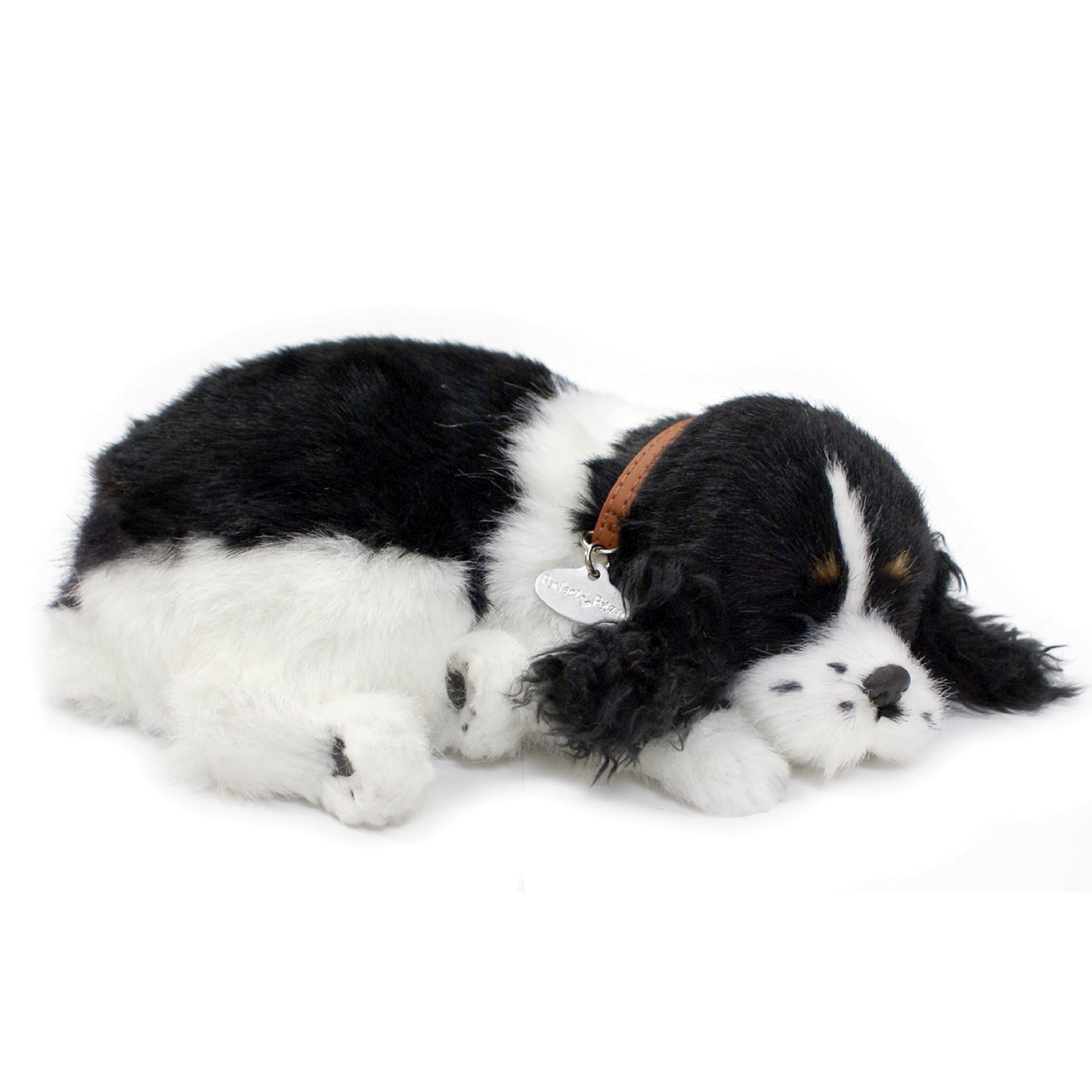Cocker spaniel perfect petzzz