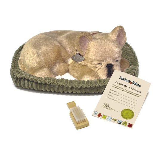 French bulldog perfect petzzz