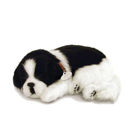 Border collie perfect petzzz
