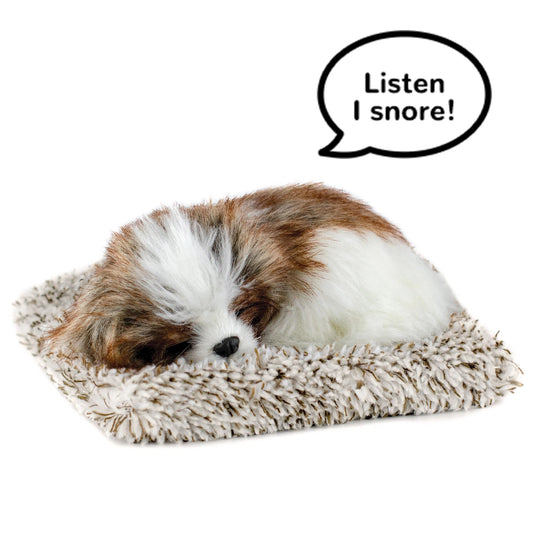 Mini shih tzu perfect petzzz