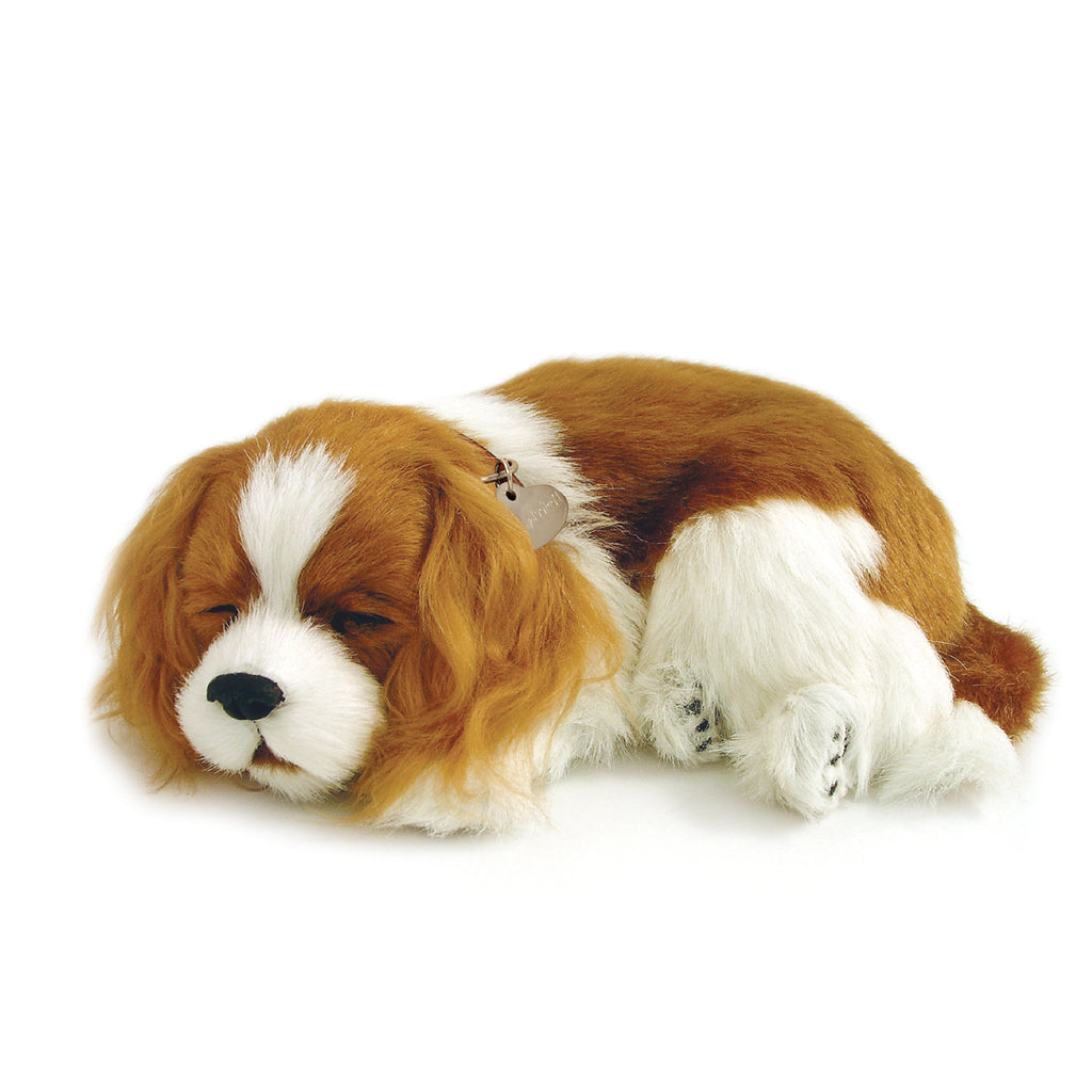 Cavalier king charles perfect petzzz