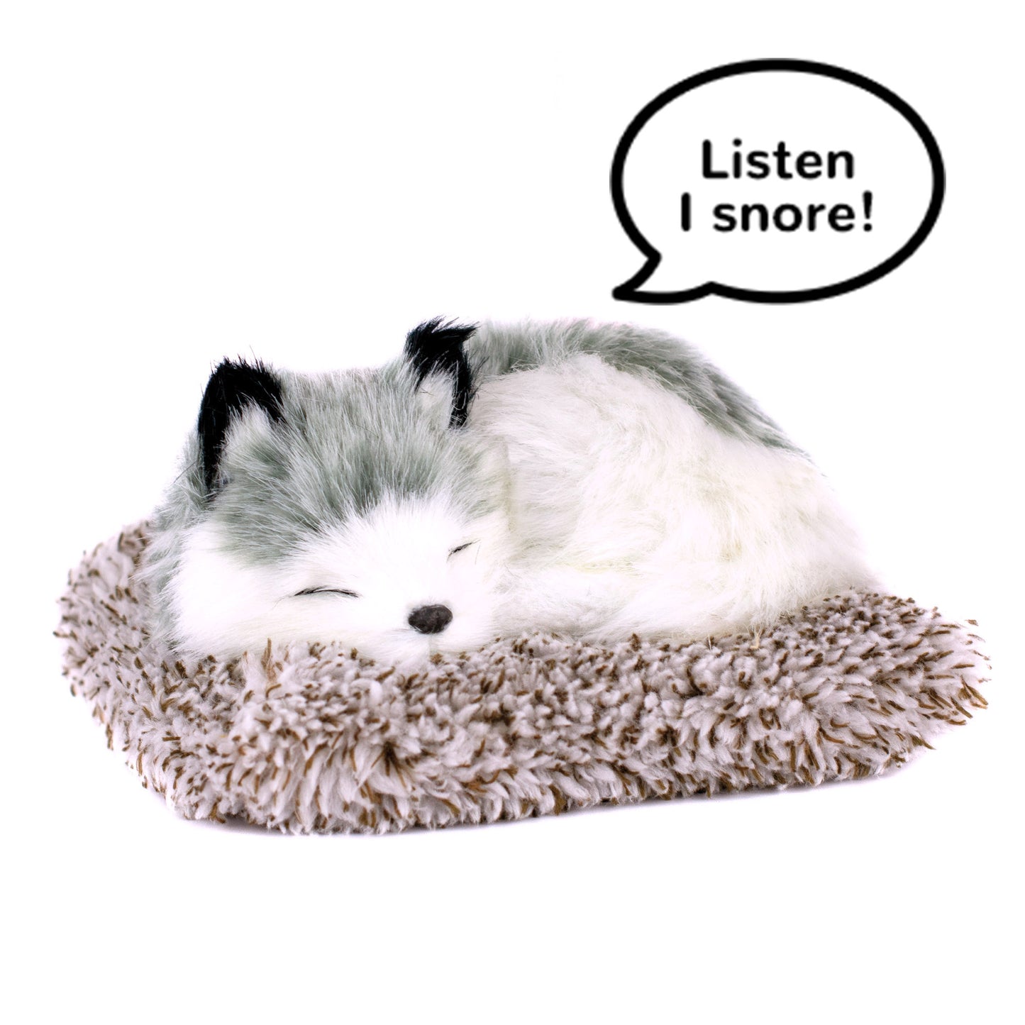 Mini alaskan husky perfect petzzz