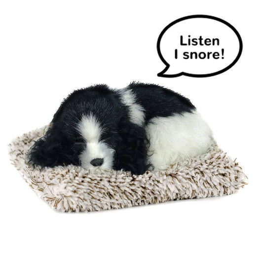 Mini cocker spaniel perfect petzzz