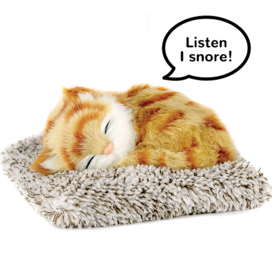 Mini orange tabby perfect petzzz